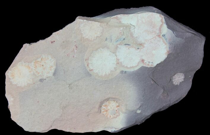 Cluster of Ediacaran Madusoid (Porpita) Fossils - Australia #39204